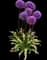 Flowering Onion — design image 6