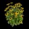 Black-Eyed Susan (Rudbeckie hirta) — design image 2