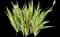 Gold Variegated Sweet Iris — design image 5