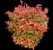 Chinese Photinia — design image 4