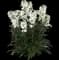 Brightside™ White wallflower — design image 1