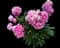 Peony (Paeonia) — design image 29