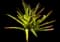 Blushing Bromeliad — design image 5
