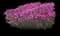 Cheddar Pink — design image 1