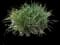 Creeping Lily Turf — design image 5