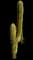 Organ Pipe Cactus — design image 2