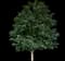 Holly Shrubs — design image 8