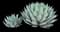 Parry's Agave — design image 9