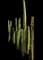 Totem Pole Cactus — design image 6