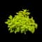 Hardy Anise Shrub Shrub — design image 1