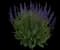 Woodland Sage — design image 22