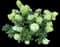 Panicle Hydrangea — design image 17