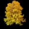 Katsura Tree — design image 1