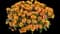 Pazzaz™ NANO Mango Purslane — design image 1