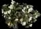 Wax Begonia — design image 1