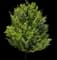 Celebration® Freeman Maple — design image 1