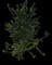 Tropical Hibiscus Tree — design image 5