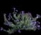 Blue Bells — design image 1