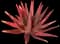 Aloe cameronii — design image 2