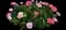 Carnation — design image 1