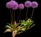 Flowering Onion — design image 7
