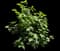 Fig Tree — design image 1