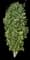 Columnar Buckthorn — design image 12