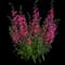 Guardian Angel™ Berry Sparkler Angelonia — design image 1