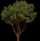 Killarney Strawberry Tree — design image 1
