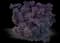 Smoketree — design image 4