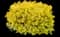 Ilex Touch of Gold® — design image 1
