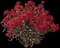 Crape Myrtle Trees — design image 3