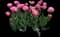 Tulip 'Aveyron Double Late' — design image 1