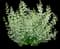 White Cloud Calamint (Calamintha) — design image 1