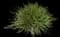 African iris — design image 5