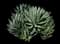 Shaw's Agave — design image 9