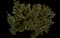 Pacific Yew — design image 4