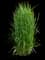 Karl Foerster Grass — design image 7