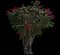Pink Pixie Bougainvillea — design image 7