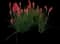 Red Hot Poker (Kniphofia) — design image 6