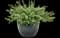 Petite Licorice Licorice Plant — design image 2