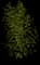 European Mountain Ash Tree — design image 3