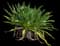 Asiatic poison lily — design image 12