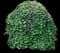 Eastern Redbud Tree — design image 15