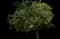Carrotwood Tree — design image 1