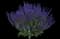 Little Night Salvia — design image 1