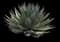 Agave 'Blue Glow' — design image 1