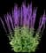 Woodland Sage — design image 28