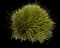 Lomandra Platinum Beauty® — design image 4