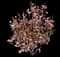 Saucer Magnolia Tree — design image 16